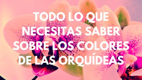 Todo lo que necesitas saber sobre los colores de las orquídeas