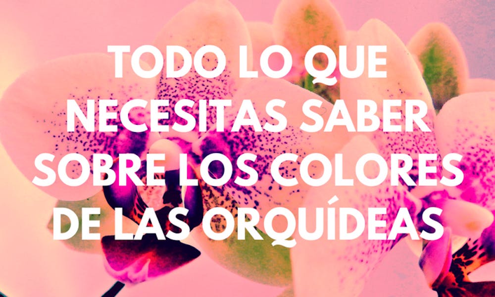 Todo lo que necesitas saber sobre los colores de las orquídeas