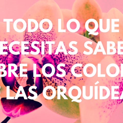 Todo lo que necesitas saber sobre los colores de las orquídeas