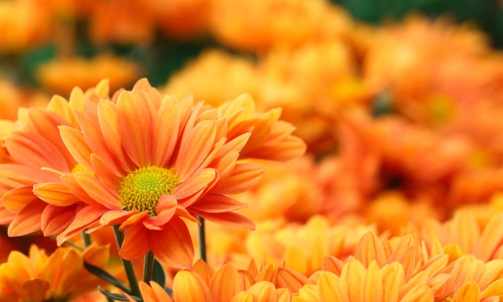 ¿Qué significa un regalo de flores naranjas?