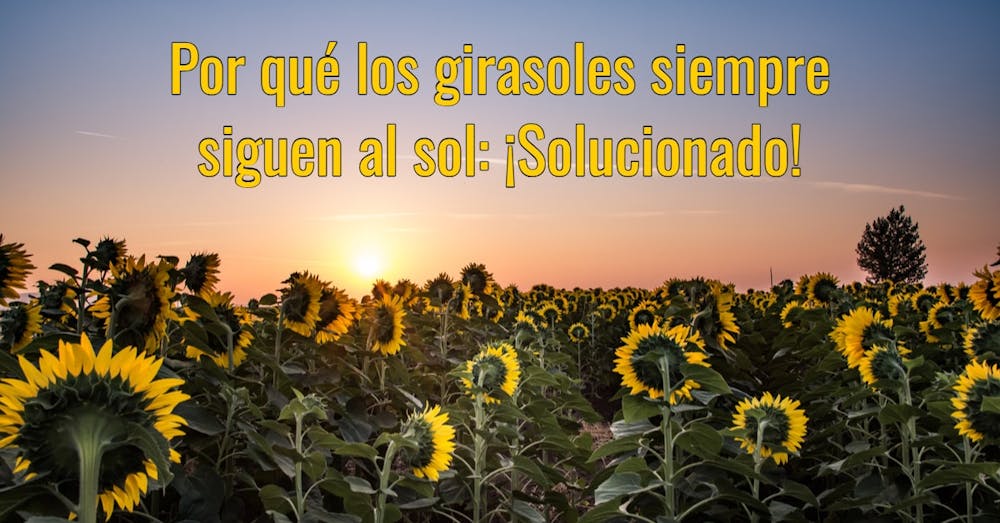 Por qué los girasoles siempre siguen al sol: ¡Solucionado!