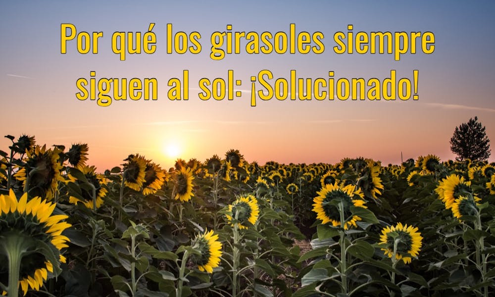 Por qué los girasoles siempre siguen al sol: ¡Solucionado!