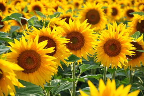 girasoles en el campo