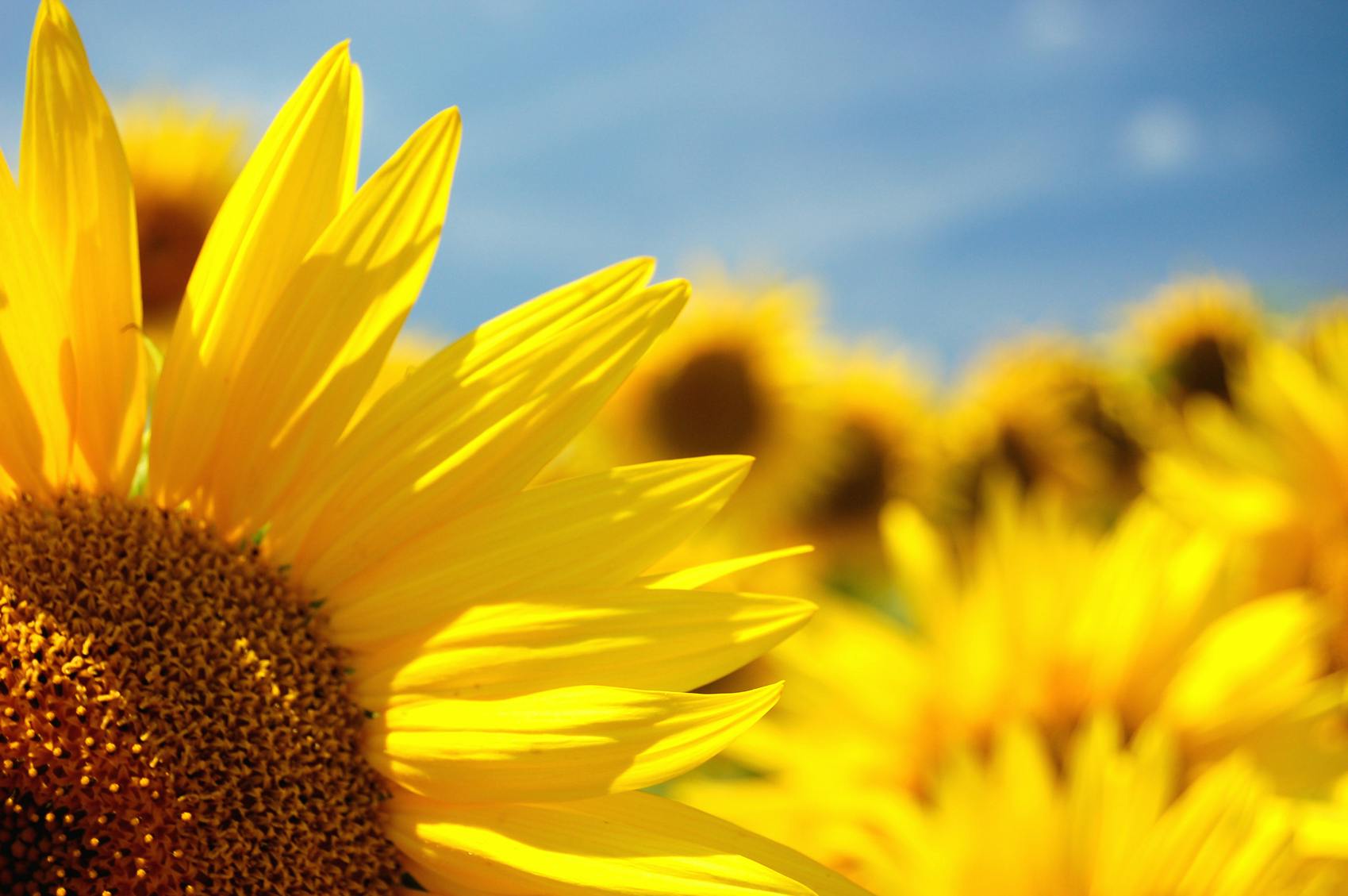 girasoles muy cercanas