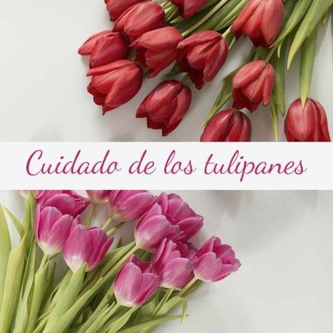 Tulipanes: más bonitos durante más tiempo