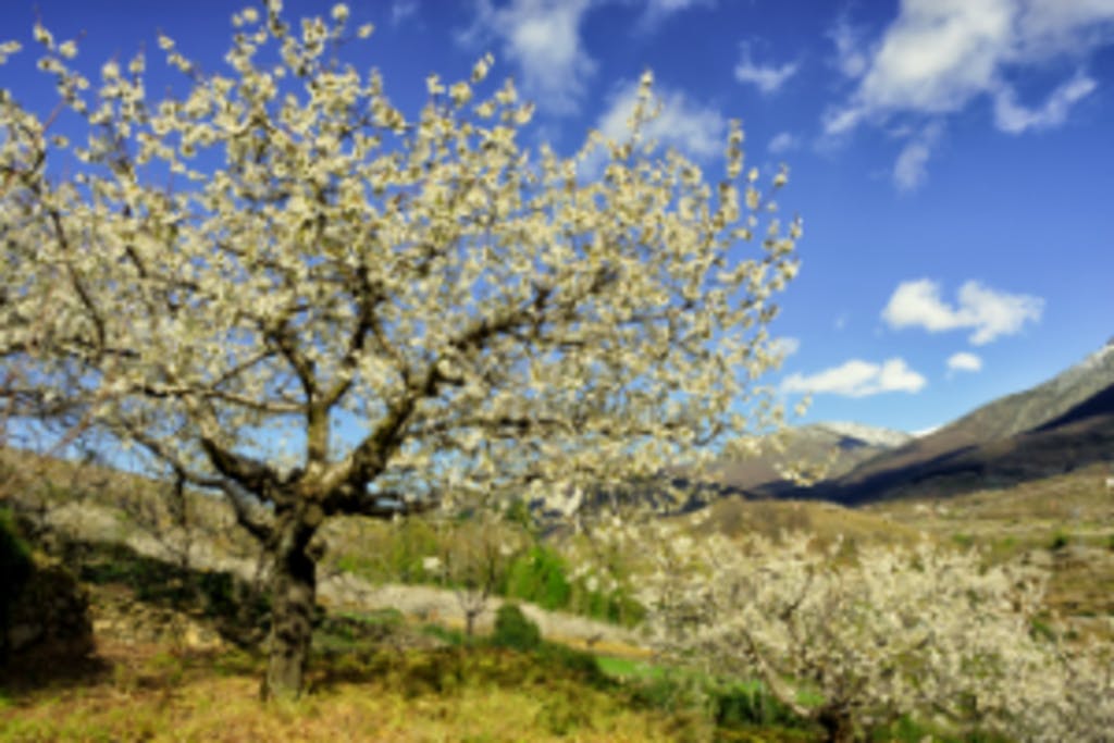 Los festivales de flores que no te querrás perder