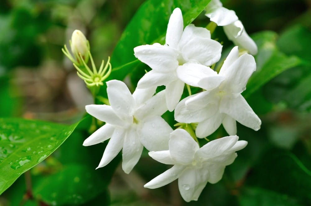 Ramillete de jazmines en flor