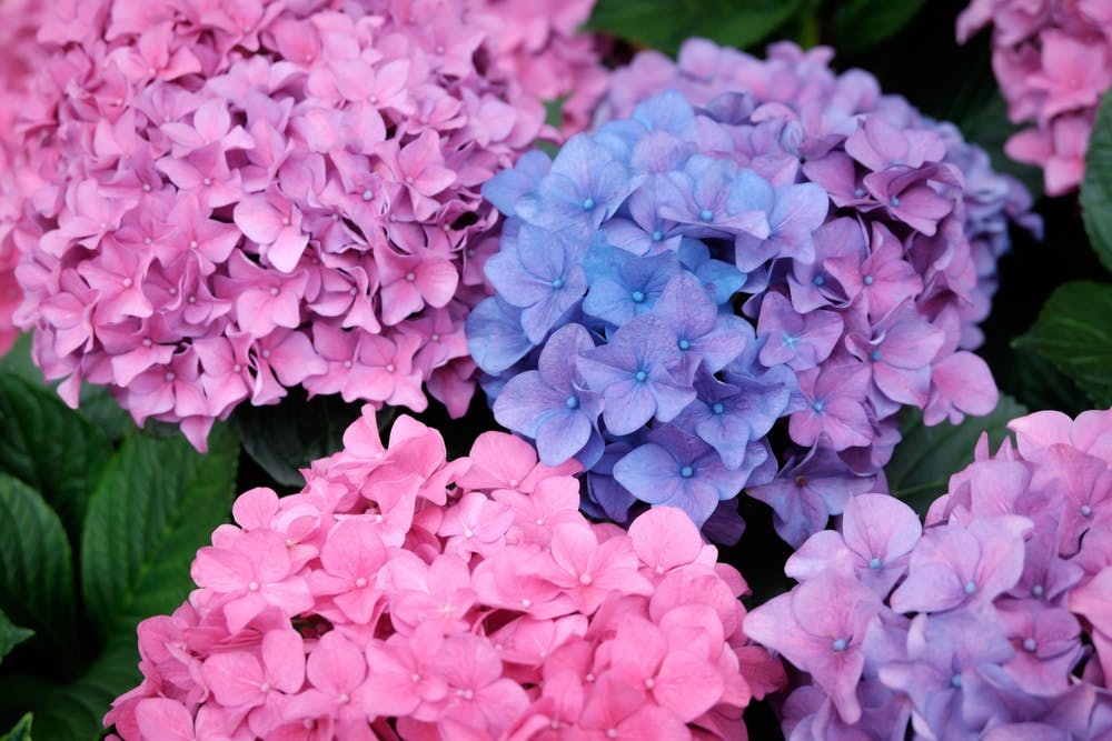 Hortensias rosas, lilas y azules en flor