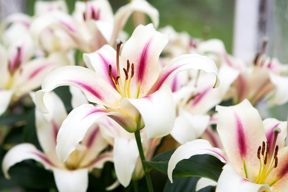 Azucenas lirios blancos y rosas en flor