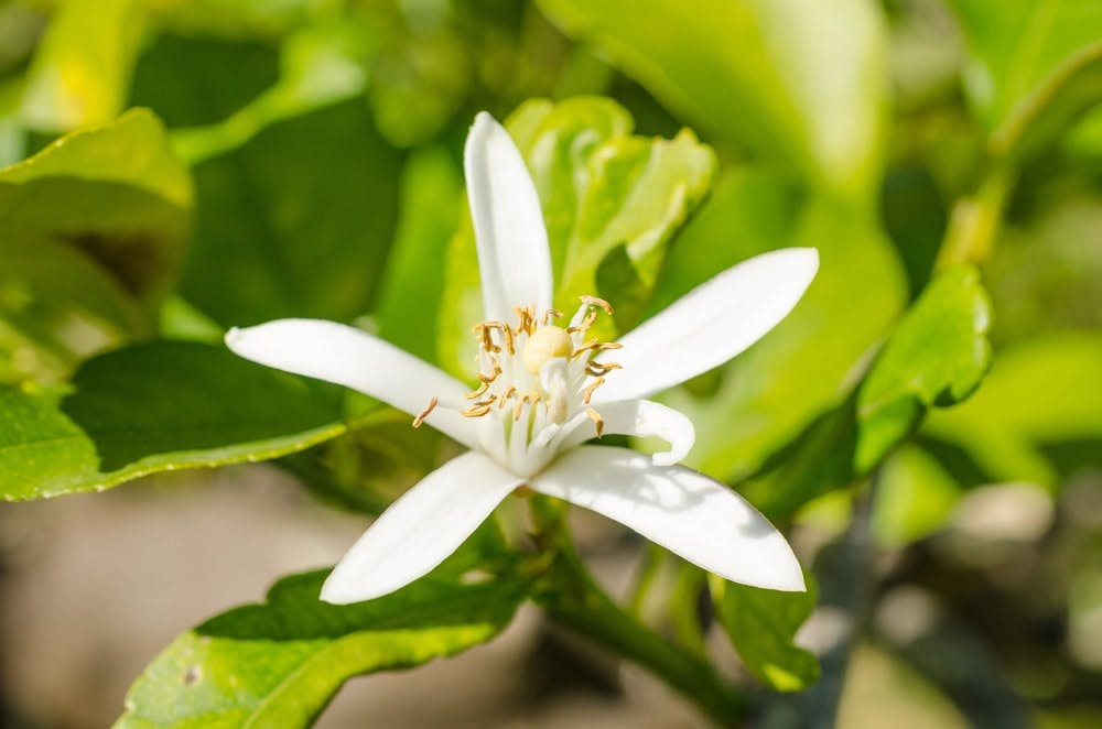 Flor de azahar de naranjo