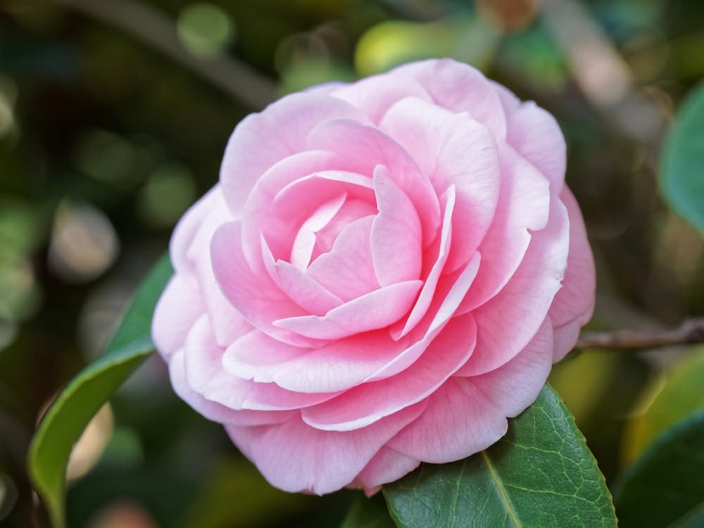 Camelia rosa 