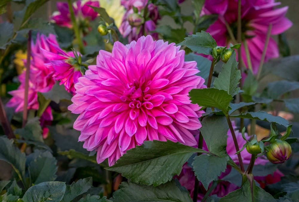 Una planta de dalias de color rosa fucsia