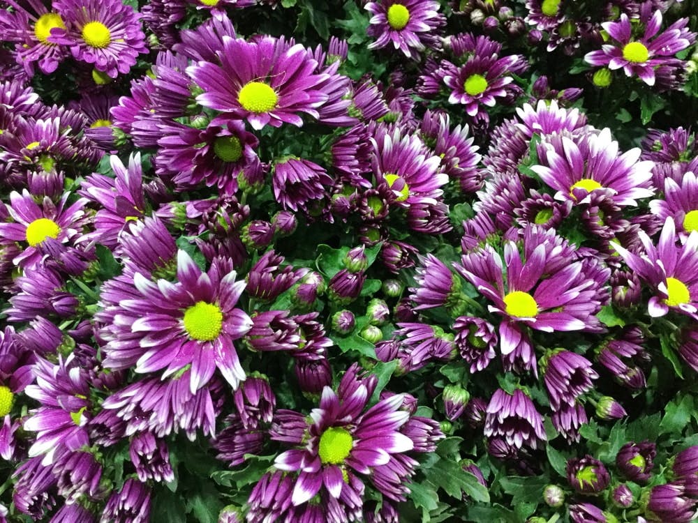 Planta de crisantemos con abundantes flores moradas con las puntas blancas y botón dorado