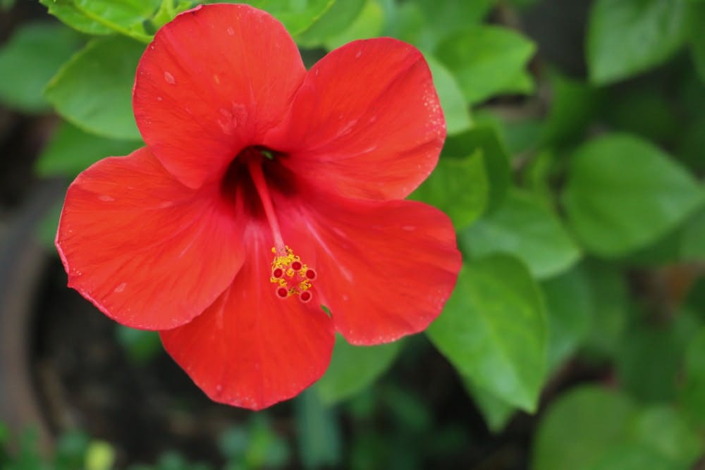 Primer plano de una flor roja de hibiscus o flor del pacífico