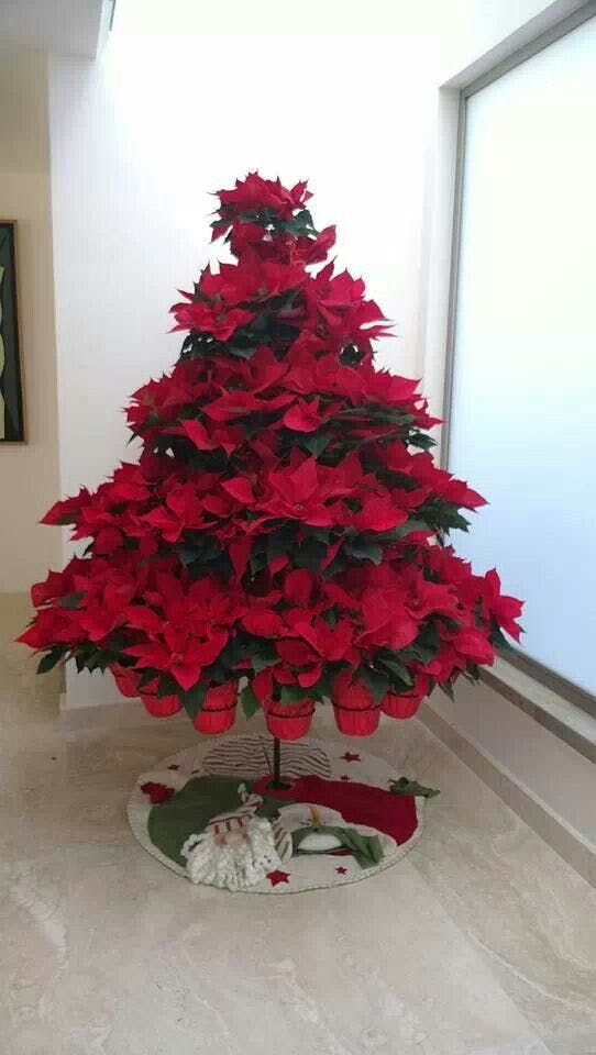 Árbol poinsettia