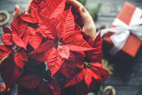 Decoraciones navideñas con flor de pascua