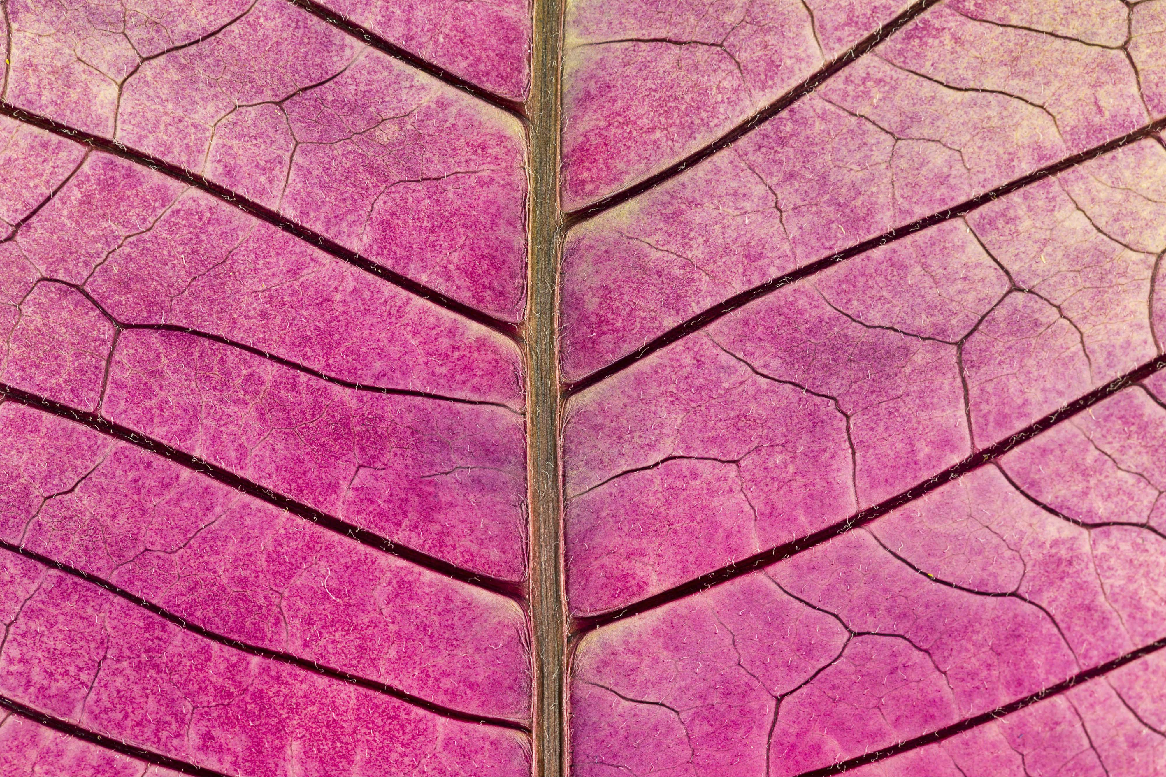 Ampliación de una hoja púrpura donde se aprecian las venas de la planta y su textura