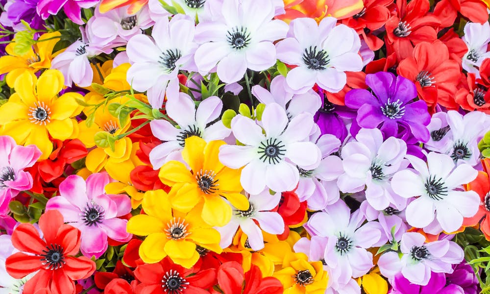 ¿Por qué las flores tienen distintos colores?