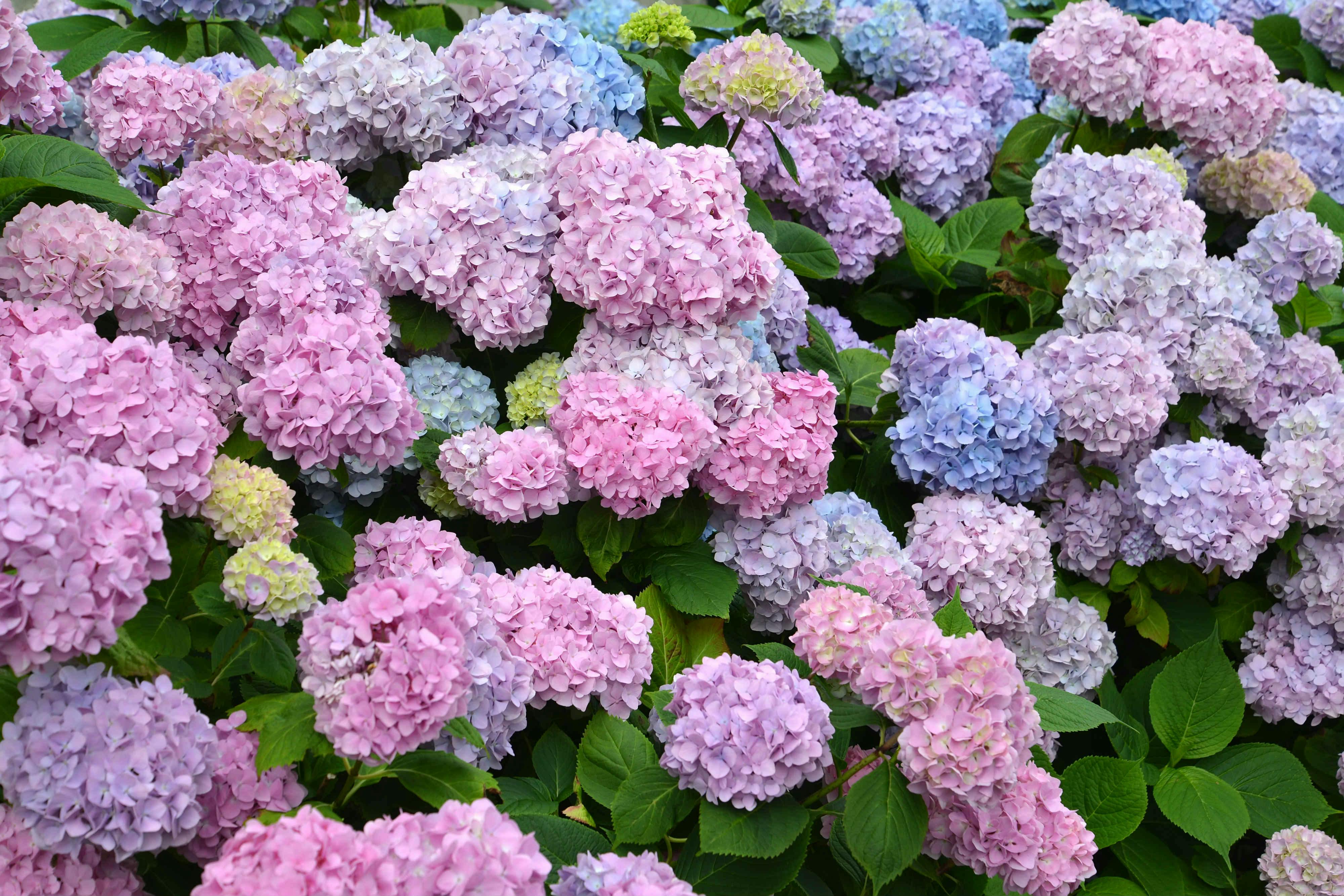 hortensia con flores de distintos colores entre el azul, el rosa y el malva