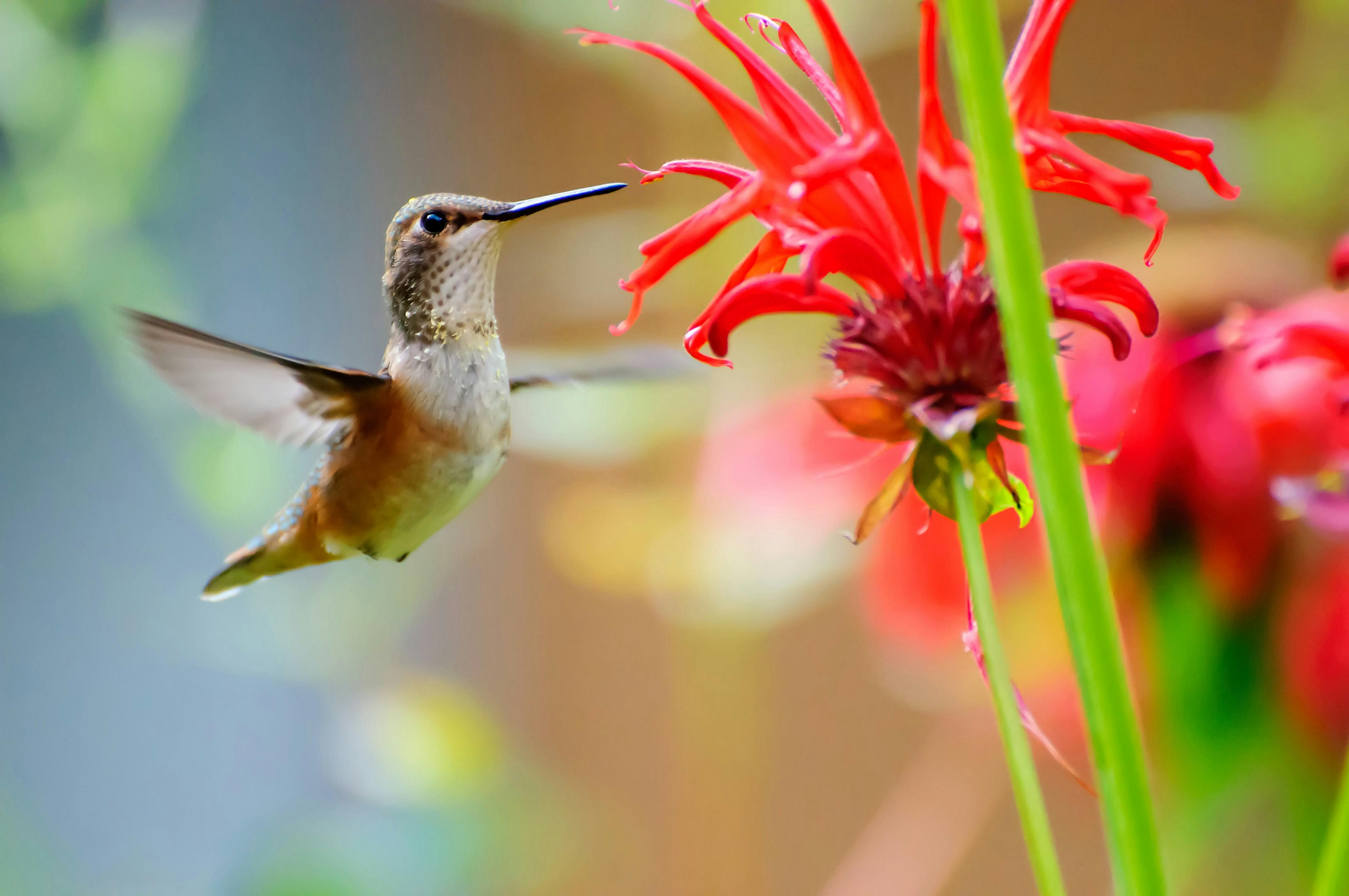 Colibrí se alimenta de flor roja