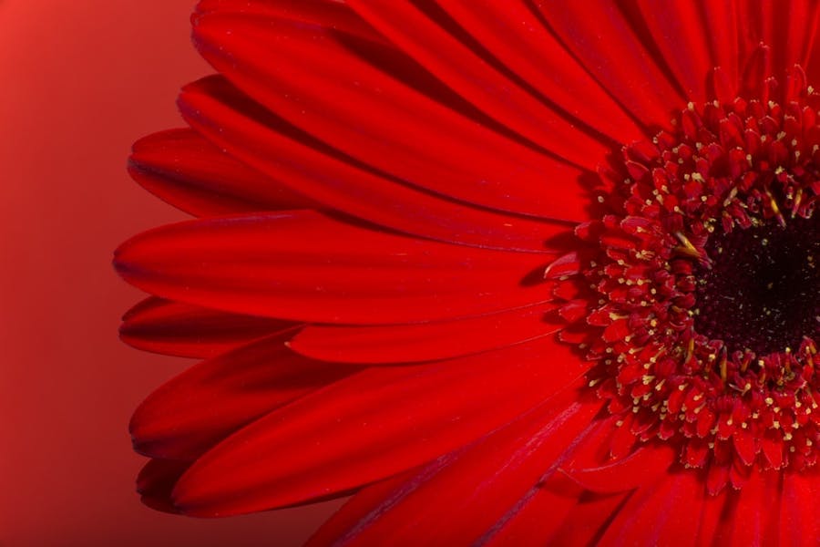 ¡Descubre el significado de las flores rojas!