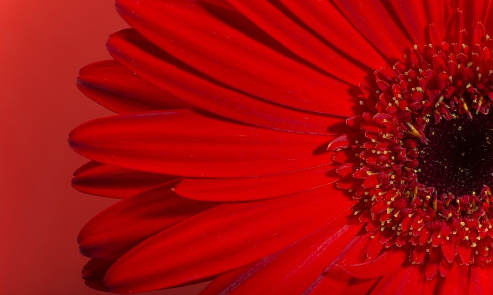 ¡Descubre el significado de las flores rojas!