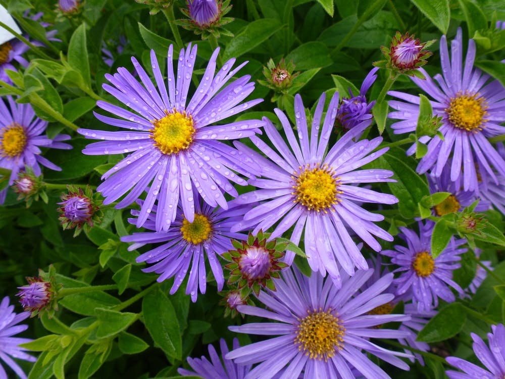 Flores de áster de color violeta sobre fondo de hojas verdes