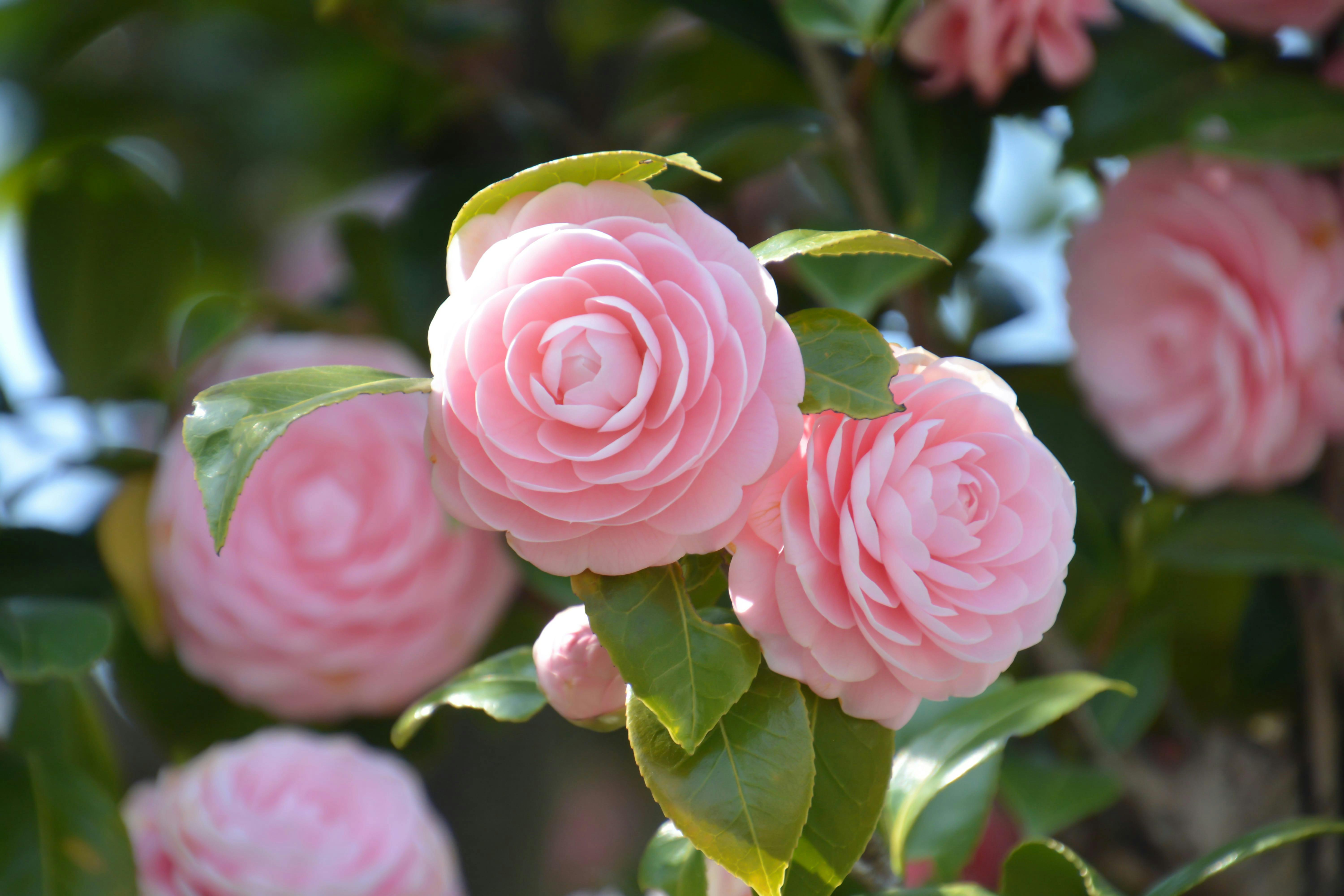 Qué plantas florecen en noviembre?