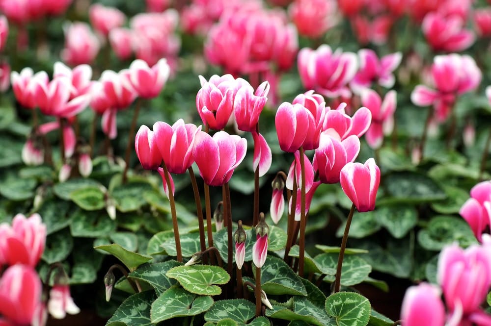 Cyclamenes rosas con puntas blancas 