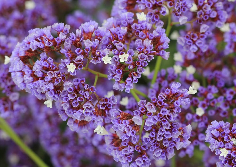 Limonium statice con flores violetas y blancas