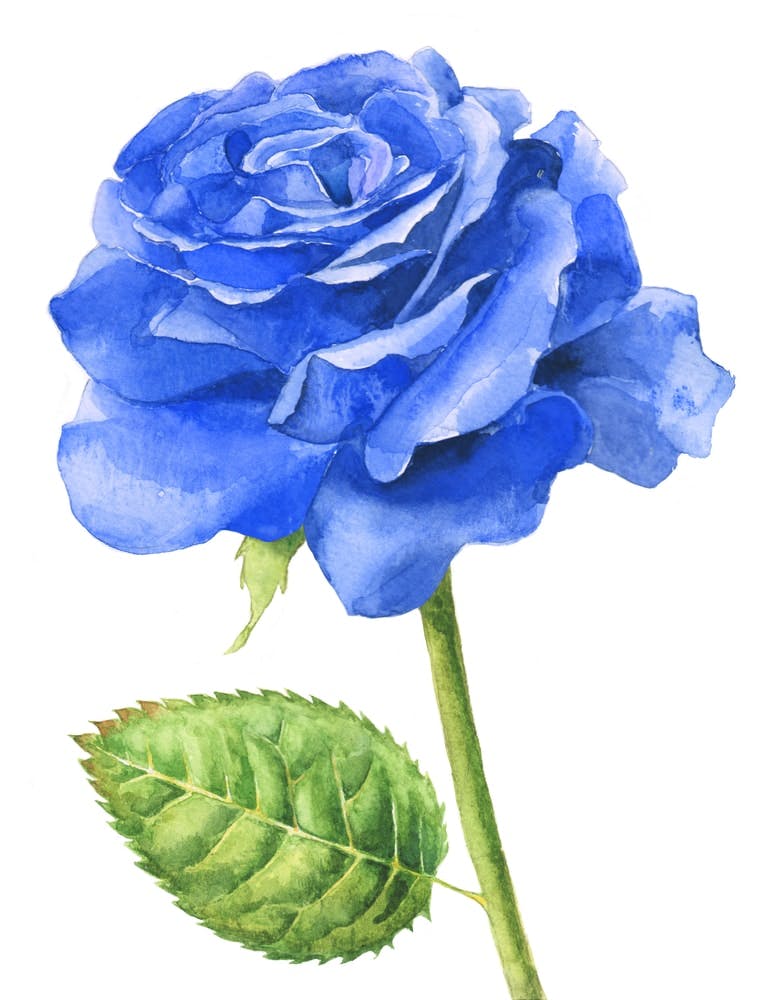 Rosa azul acuarela