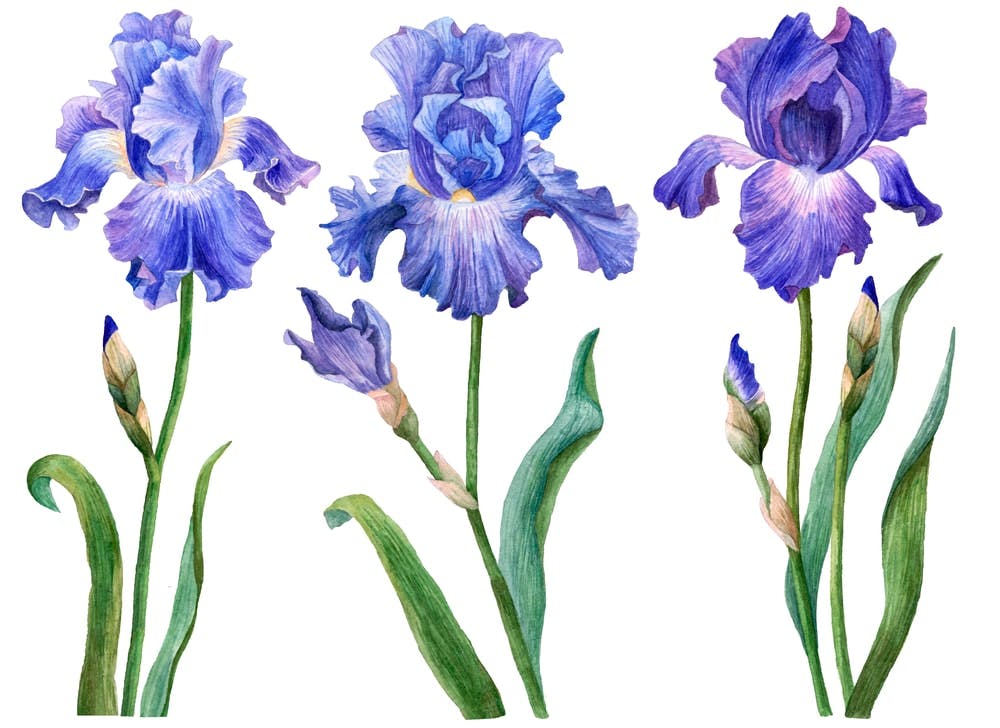 Iris azules acuarela