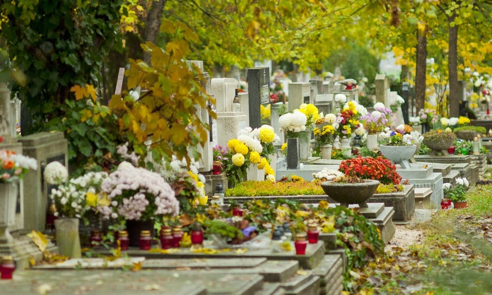 5 flores para Todos los Santos y sus significados