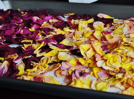 Pétalos de flores en una bandeja de horno para ser secados