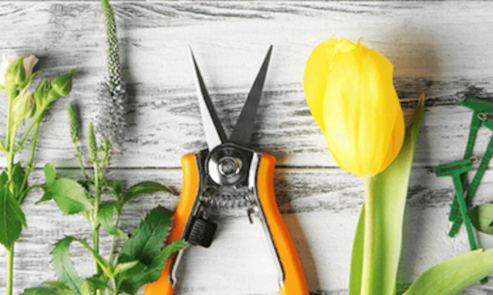 Cómo crear un arreglo floral con un ramo de rosas