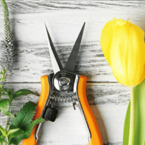 Cómo crear un arreglo floral con un ramo de rosas