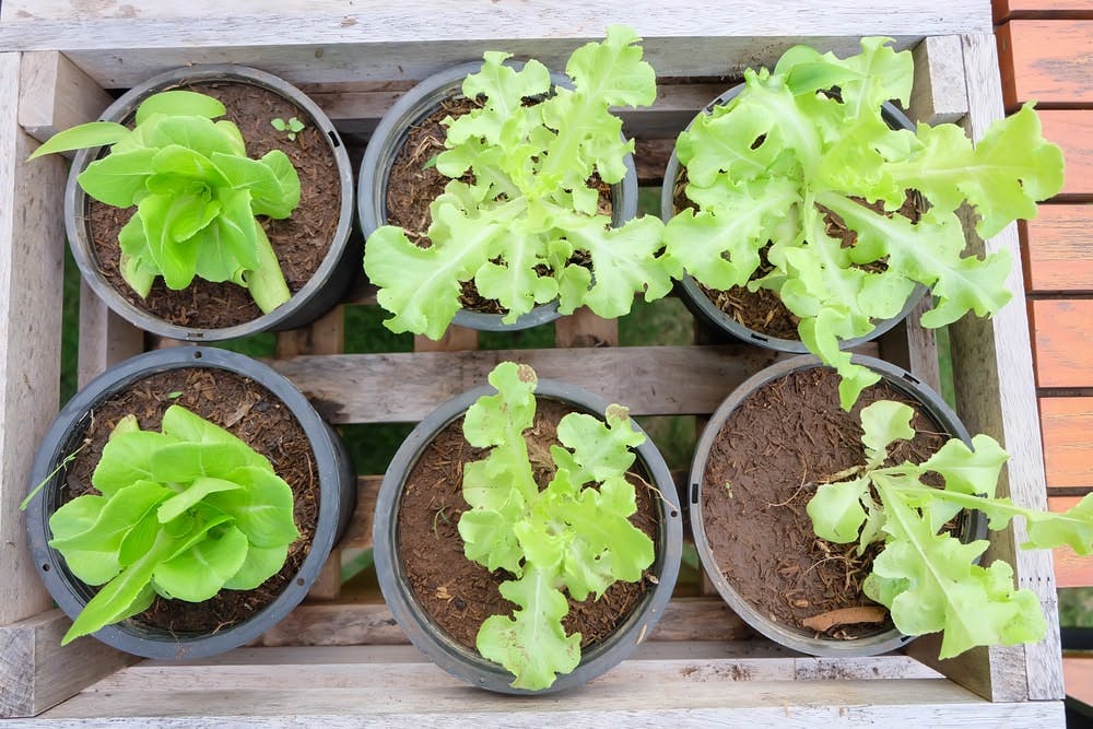 Cultivo de lechugas en casa en pequeños tiestos