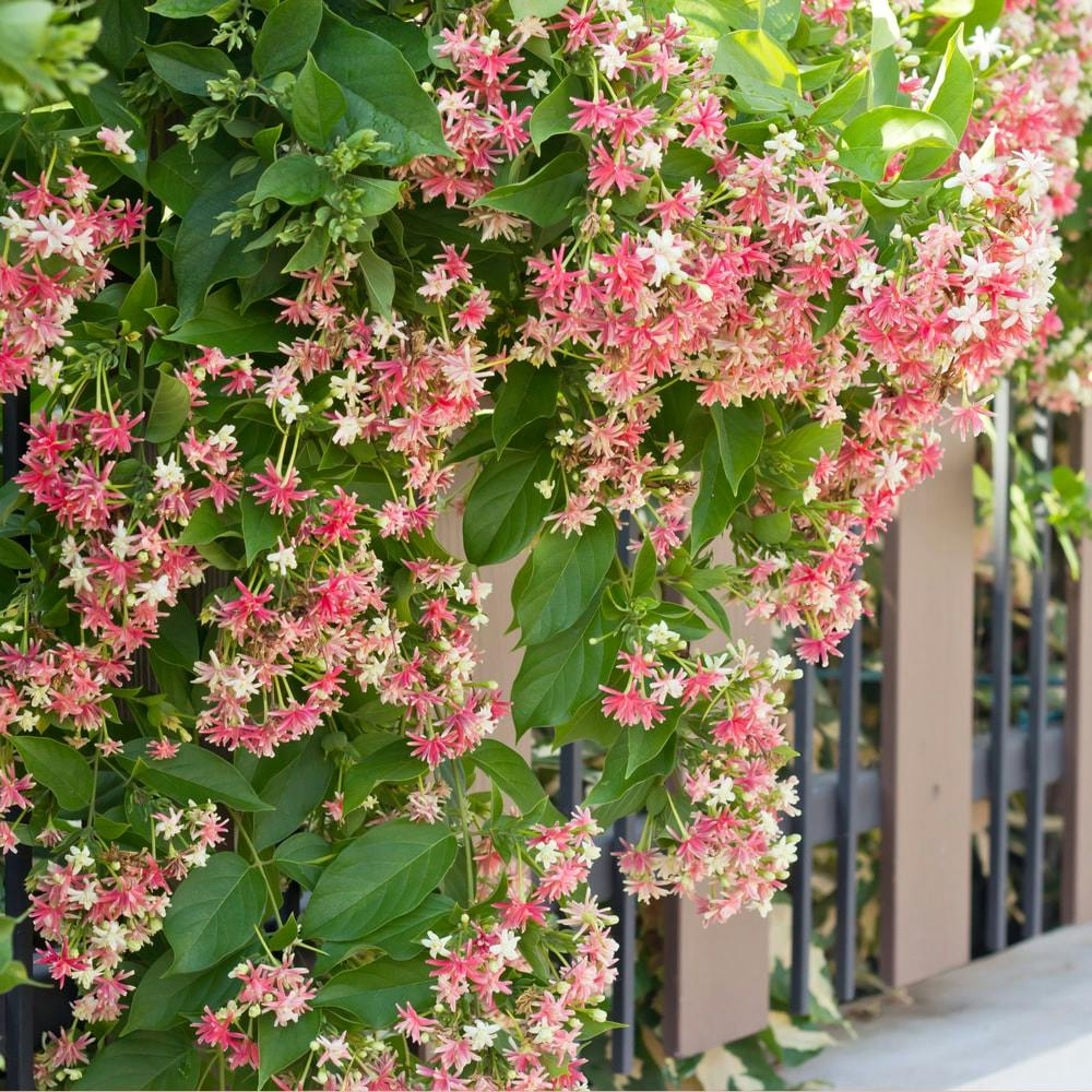 Pared de un edificio con quiscuales de color rosa y blanco