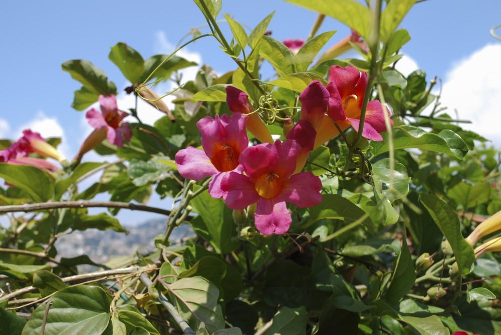 bignonia trepadora con flores rosas