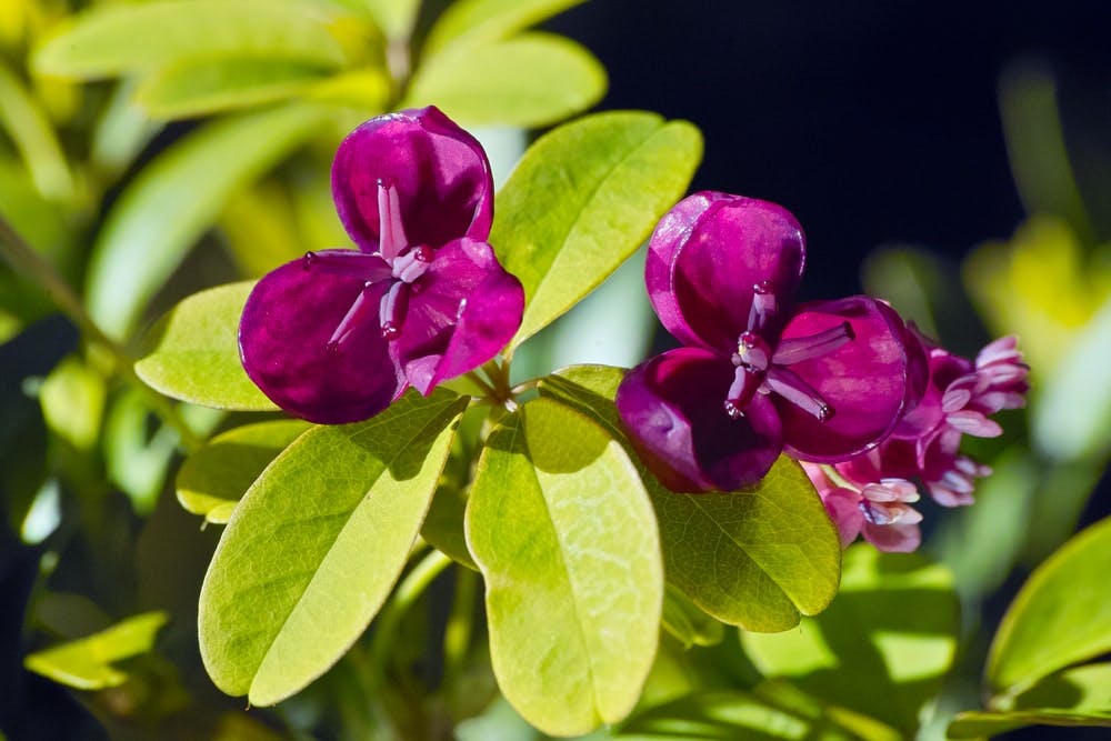  Primer plano de flores de aquebia de color púrpura sobre sus hojas verdes