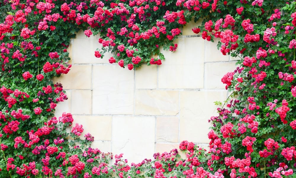 5 plantas trepadoras con flores rosas