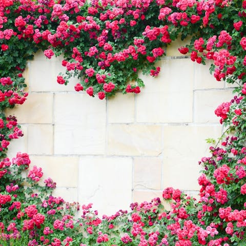 5 plantas trepadoras con flores rosas