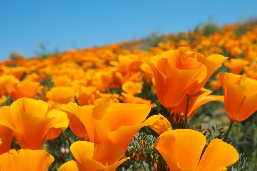 Un campo de amapolas naranjas de California