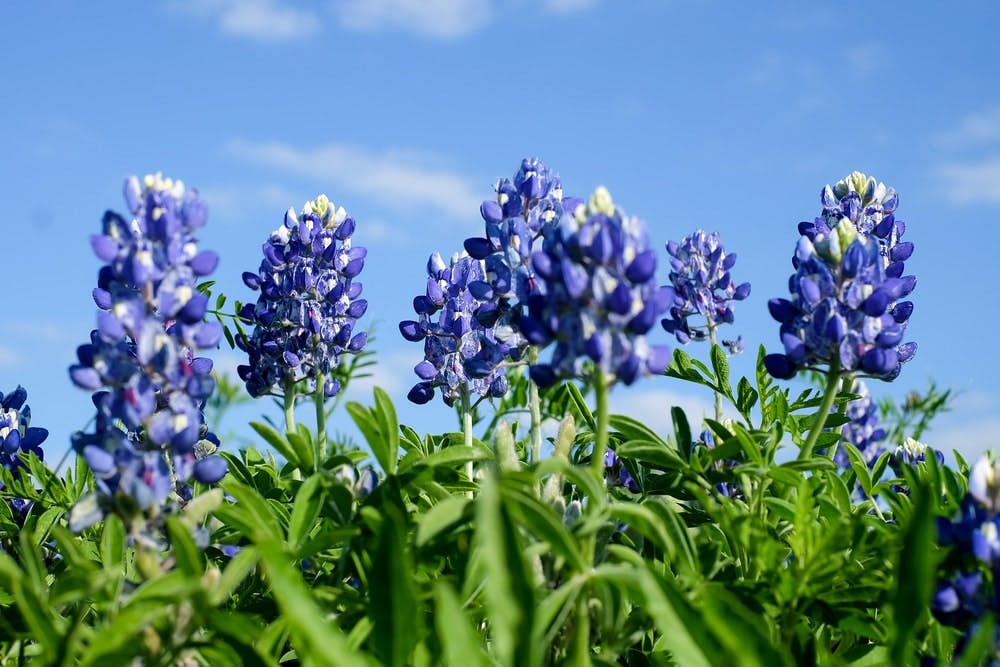 Un campo de bleubonnets azules de Texas