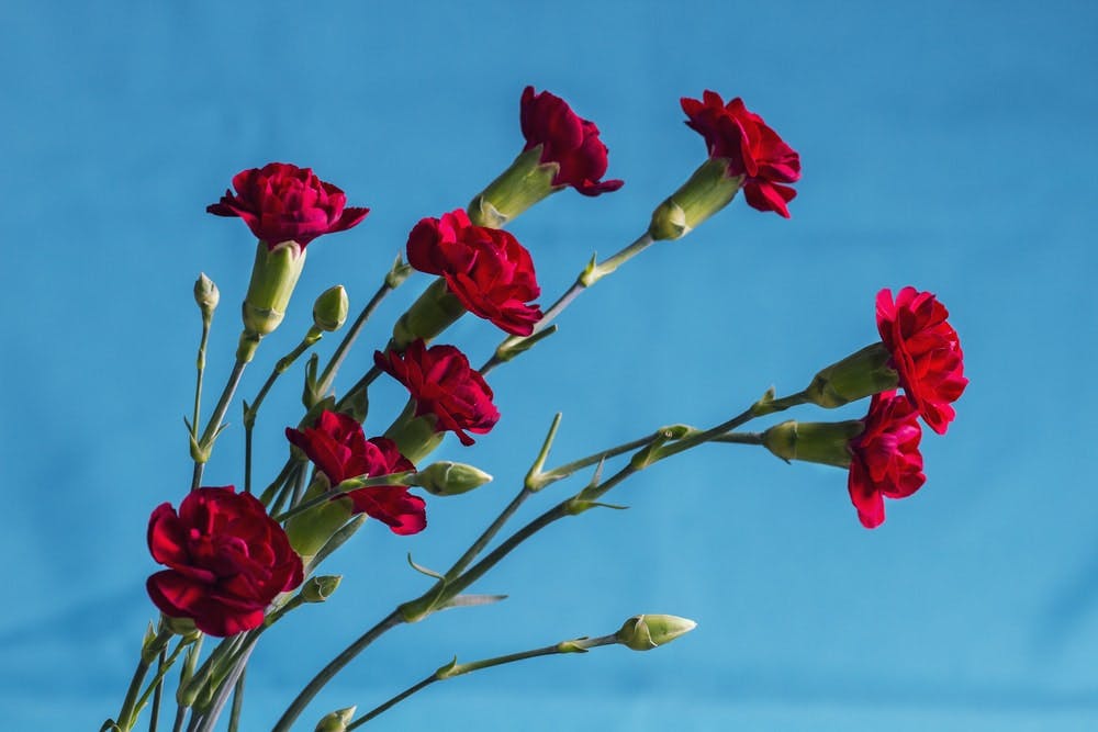 Claveles rojos en la naturaleza sobre cielo azul