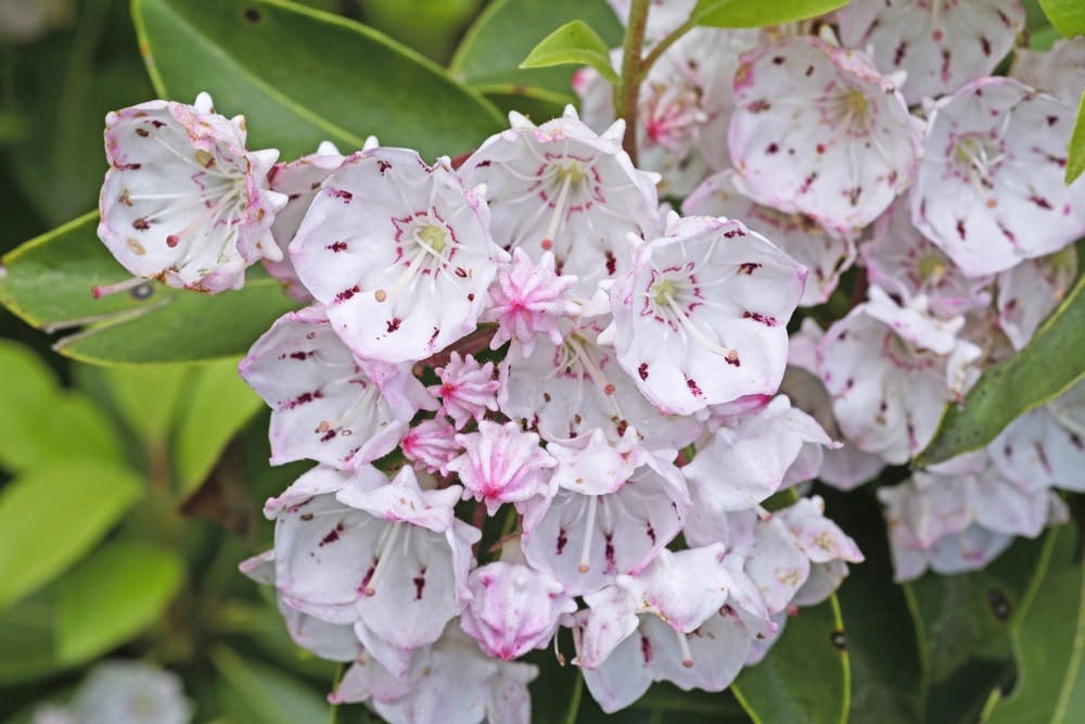 Primer plano de flores mountain laurel