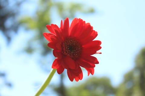 ¿Cómo cultivar gerberas en casa? Trucos y cuidados