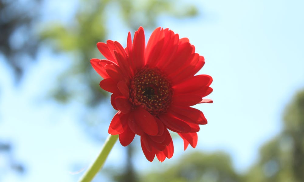 ¿Cómo cultivar gerberas en casa? Trucos y cuidados