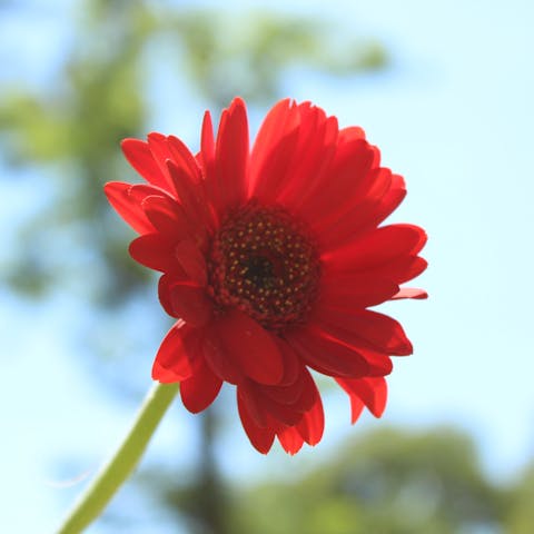 ¿Cómo cultivar gerberas en casa? Trucos y cuidados