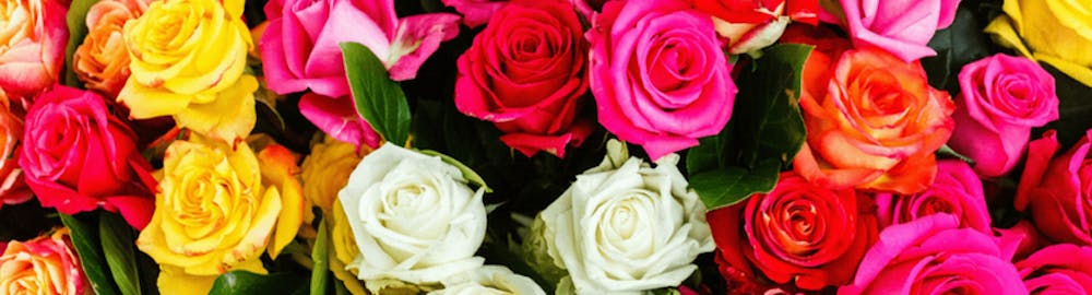 ¿Qué significan las rosas según su color?